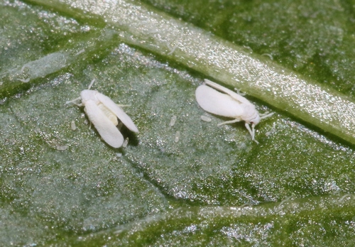 Pepper Whitefly (Aleurotrachelus trachoides) · iNaturalist