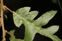 Pseudoneuroterus saliens