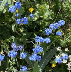 Myosotis alpestris