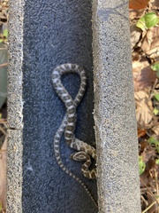 Pantherophis emoryi
