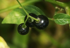 Technomyrmex albipes