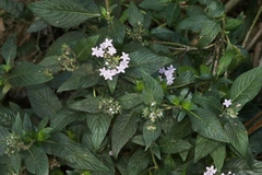 Pentas lanceolata