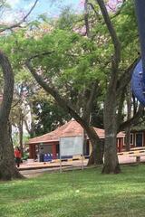 Jacaranda mimosifolia