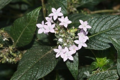 Pentas lanceolata