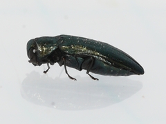 Agrilus cyanescens