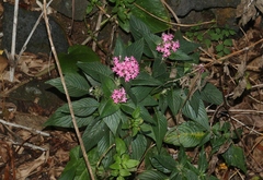 Pentas lanceolata