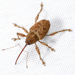 Curculio occidentis