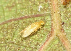 Lepidopsocus aureus