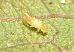 Lepidopsocus aureus