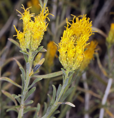 Chrysothamnus viscidiflorus puberulus