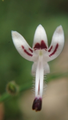 Andrographis paniculata
