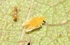 Lepidopsocus aureus
