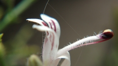 Andrographis paniculata