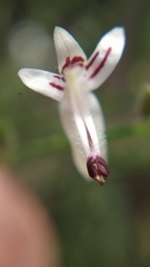 Andrographis paniculata