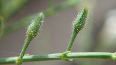 Andrographis paniculata
