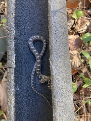 Pantherophis emoryi