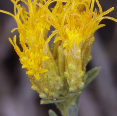 Chrysothamnus viscidiflorus puberulus