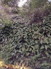 Philodendron erubescens