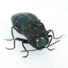 Agrilus cyanescens