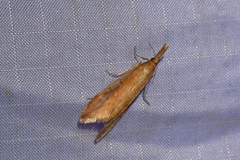 Donacaula