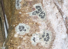 Phaeographis hawaiiensis