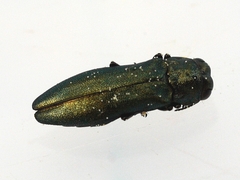 Agrilus cyanescens