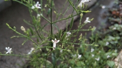 Andrographis paniculata