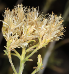 Chrysothamnus viscidiflorus puberulus