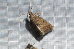 Zanclognatha jacchusalis