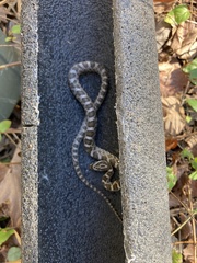 Pantherophis emoryi