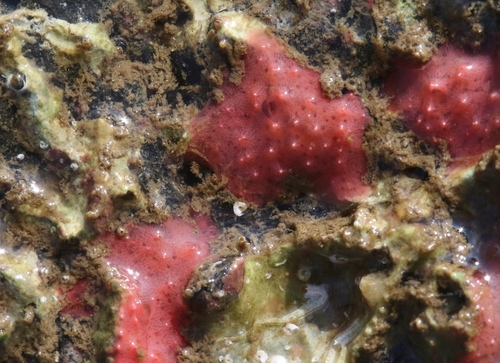 Aplysilla observed 2022-10-09