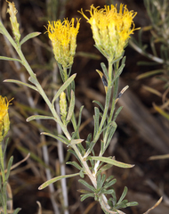 Chrysothamnus viscidiflorus puberulus