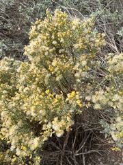 Ericameria laricifolia