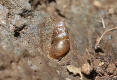 Gastrocoptidae