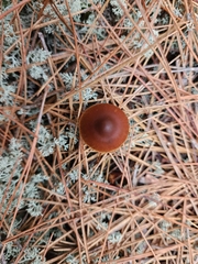 Galerina paludosa