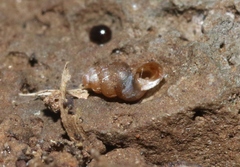 Gastrocoptidae