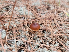 Galerina paludosa