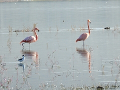 Phoenicopterus ruber