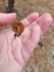 Galerina paludosa