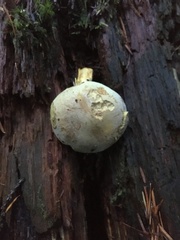 Gymnopilus punctifolius