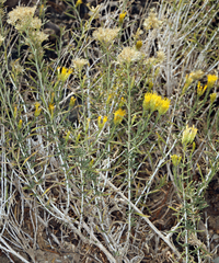 Chrysothamnus viscidiflorus puberulus