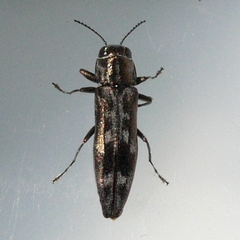 Agrilus lecontei