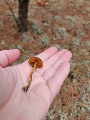 Galerina paludosa