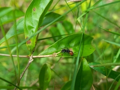 Camponotus lindigi