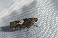 Epinotia
