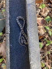 Pantherophis emoryi