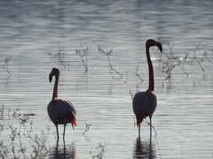 Phoenicopterus ruber