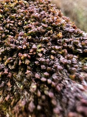 Frullania eboracensis