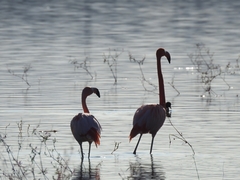 Phoenicopterus ruber