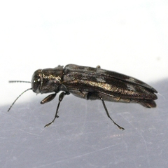 Agrilus lecontei